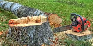 Professional Tree Services in Calipatria, CA