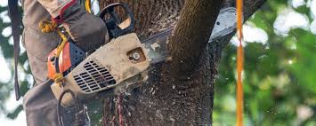 Lawn Maintenance Plans in Calipatria, CA