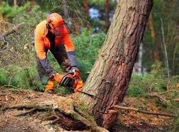 Best Utility Line Clearance  in Lipatria, CA